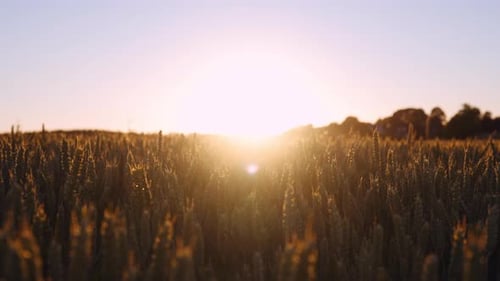 Beautiful Golden Wheat Field in Soft Lights of Sunset Against Bright Sun Flare