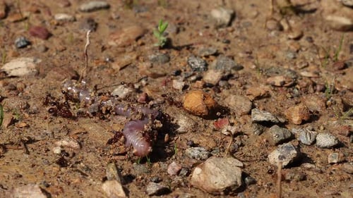Close up of a group of ants capturing an earthworm in afternoon sunlight