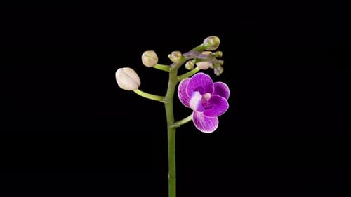 Blooming Purple Orchid Phalaenopsis Flower