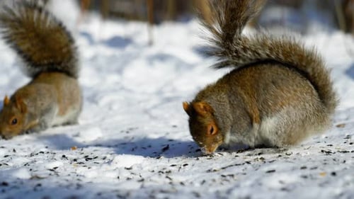 4K Slow motion cinematic footage of a squirrel eating food from the ground, from up close, in the sn
