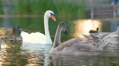 White and Gray Swans Feeding on Lake Water in Summer