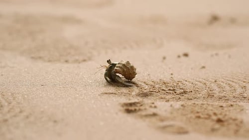 Hermit Crab Scuttles on Beach Searches for Food New Shelter Crawfish Forages on Sandy Shore Amid
