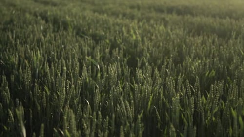 Young girl walks through green wheat field and touches the wheatear