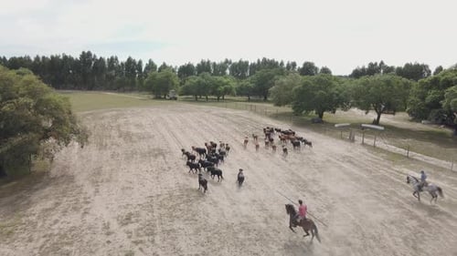 Group of cows running on a filed with a knight and a horse