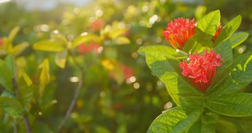 Beautiful close up shot of red flowers and green leaves in a little wind taking the sunlight visible