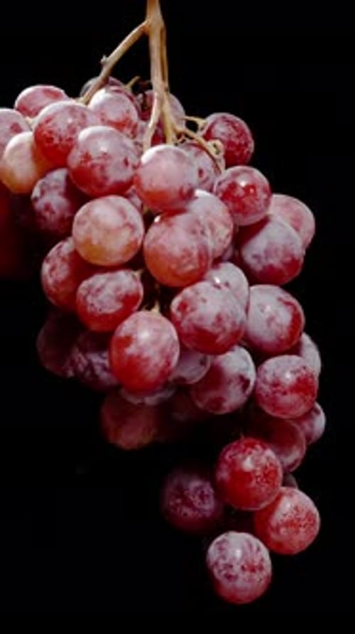 Vertical video. A Cluster of Red Grape Berries on a Solitary Vine, Spinning on a Black Background.