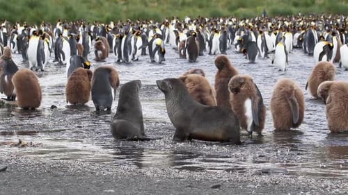 KIng penguin Colony and Seals
