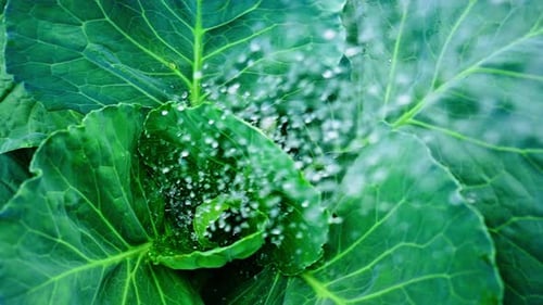 Water Splashing on Cabbage in Vegetable Garden