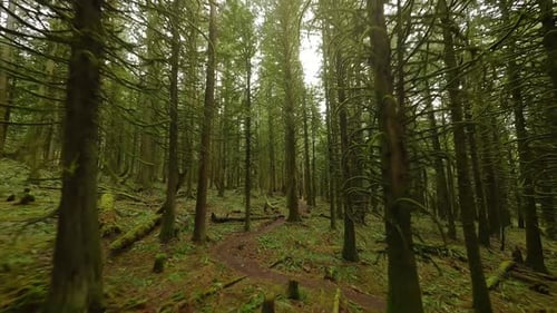 Smooth Flight Between the Trees Close to Branches in a Fabulous Spring Forest