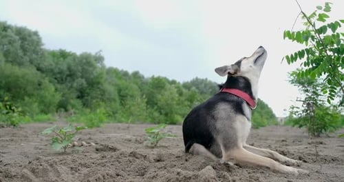dog scratching her neck sitting on the ground