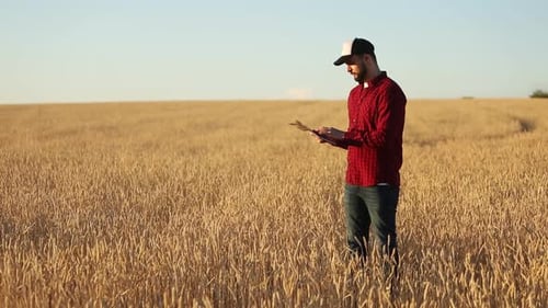 Farmer Examining Wheat Crop With Tablet in Field