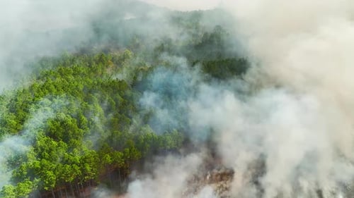 Aerial View of White Smoke From Forest Fire Rising Up Polluting Atmosphere Natural Disaster Concept