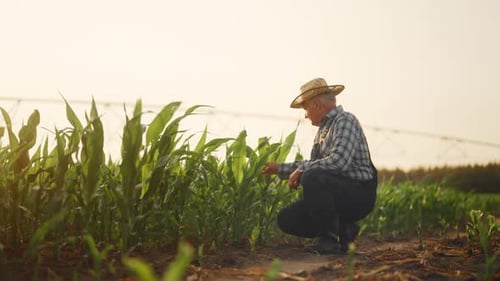 Love to Nature and Farm Life Aged Farmer Viewing Growing Corn Plants in Field Senior Farm Owner or