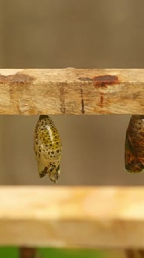 Reihe schlüpfender Schmetterlings-Chrysalisen