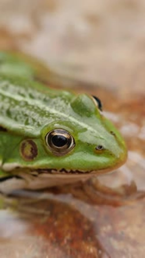 Closeup of a Green Frog on Brown Stone Vertical Video