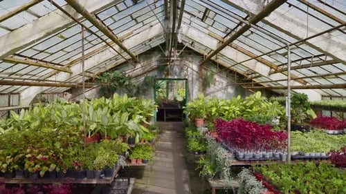 Greenhouse Interior Filled with Potted Plants and Sunlight