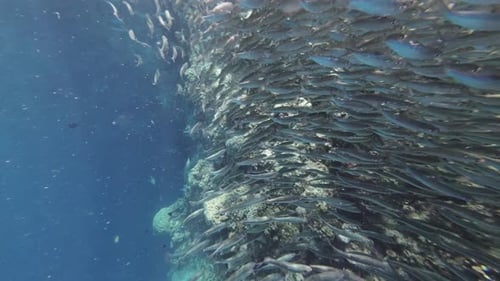 Underwater View of Shoal Sardine Fish in Sea