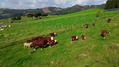 Vista aérea del rebaño de vacas en la pradera verde. Vista de Zumbido de campo verde con manada de vacas. Árboles