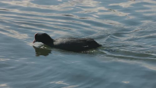 A close up shot of a young black ducks swimming in a lake, European wildlife, smooth follow movement