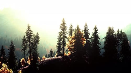 A Dense Pine Forest with Towering Trees Reaching for the Sky