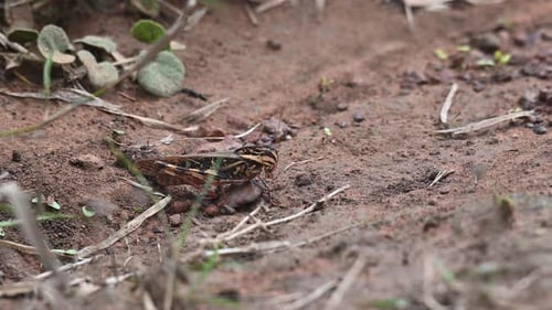 Grasshopper, Caelifera. Phu Khiao Wildlife Sanctuary, Thailand; seen pacing to its right as a black