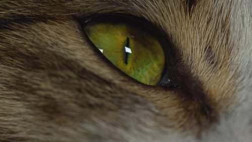 Intricate Detail of Golden Green Cat Eye
