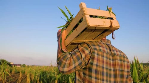 Worker Hands Full Box of Ripe Corn Cobs Being Carried By a Male Farmer Across the Field