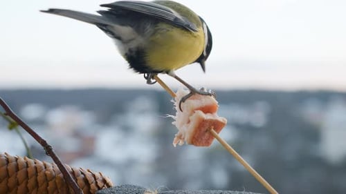 La mésange charbonnière mange un morceau de bacon et salo sur fond de paysage hivernal.