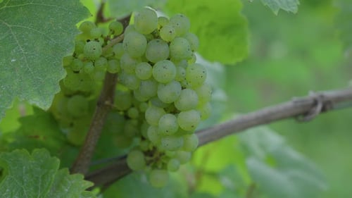 Grape cluster Riesling up-close attached to the vine, vineyard Moselle region France