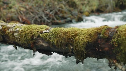 Close Up of Wet Trunk of Tree Covered with Green Moss Over Autumn Forest River