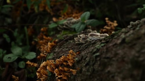 Close up shot of damp log with orange fungus and green forest leaves growing on its bark