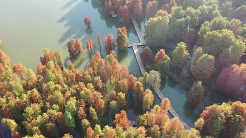 Autumn forest