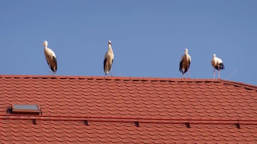 Vier Störche auf einem roten Ziegeldach