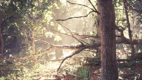 Sunlight Filtering Through Trees in a Serene Forest During Early Morning