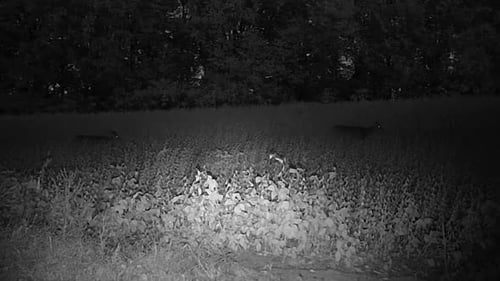 Un cerf de Virginie, une biche et un jeune d'un an broutant dans un champ de soya mûr au crépuscule, à la fin de l'automne, après la tombée de la nuit