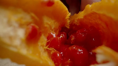 Gros plan de l'intérieur du melon amer, présentant des graines rouges brillantes et une chair jaune vif, avec une