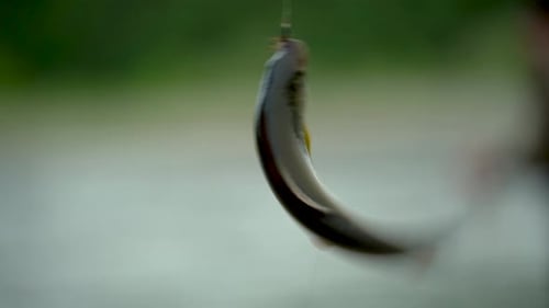 An einem Haken gefangener Fisch hängt aus nächster Nähe an einer Angelschnur
