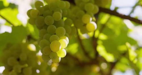 Concepto de vinificación y viticultura en racimo de uvas verdes en una vid con hojas