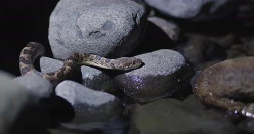 Cat eyed snake sleeps quietly on rocks beside a shallow stream. Close up, night scene