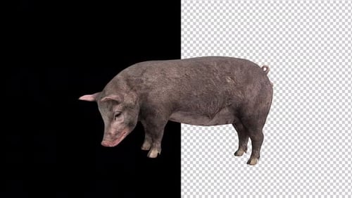 Realistic 3D Pig Animation with Alpha Channel