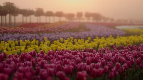 Sunrise in a Colorful Flower Field