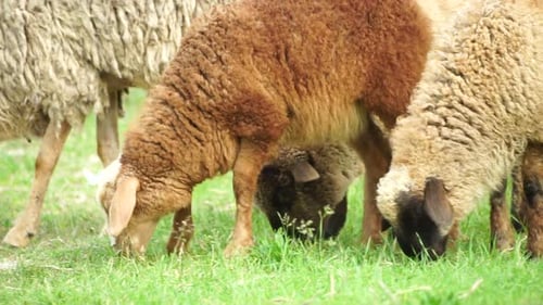 Flock of Sheep Grazing in a Verdant Green Summer Field Few Black Brown and White Sheep are Eating