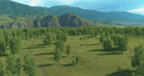 Aerial View Low Flight Above Evergreen Pine Tree Landscape with Endless Mountain Forest at Sunny