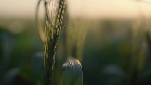 Ripening Spikelet Growing Farm Field on Sunset Close Up. Beautiful View Wheat