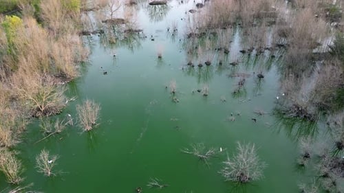 Drone View of Trees and Bushes in Wetland
