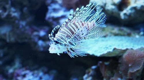 Exotic red lionfish, danger fish in sea aquarium