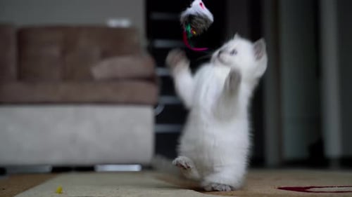 Fluffy Kitten Playing with a Toy Mouse