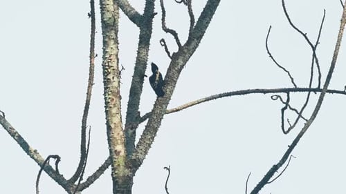 Black and White Bird on Tree Branch