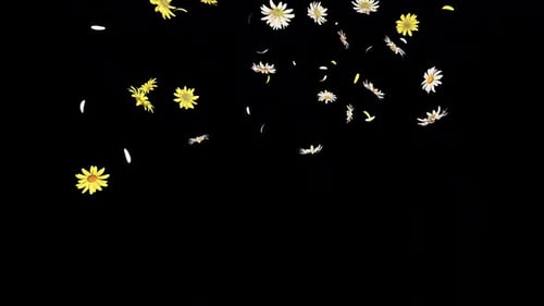 Animated Falling Daisy Flowers Overlay Loop