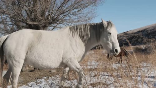 White Horse Grazing in Snowy Rural Landscape